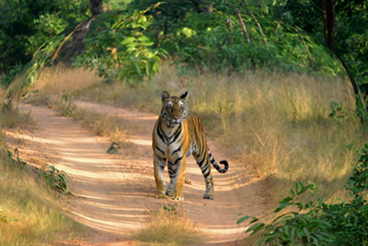 Ranthambore National Park