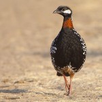 Black Francolin