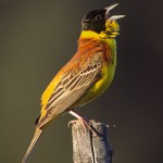 Black-Headed Bunting