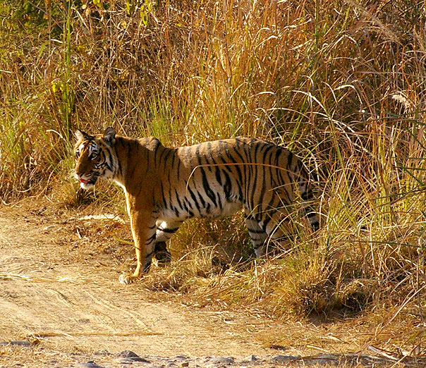 Jim Corbett National Park