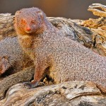 Mongoose