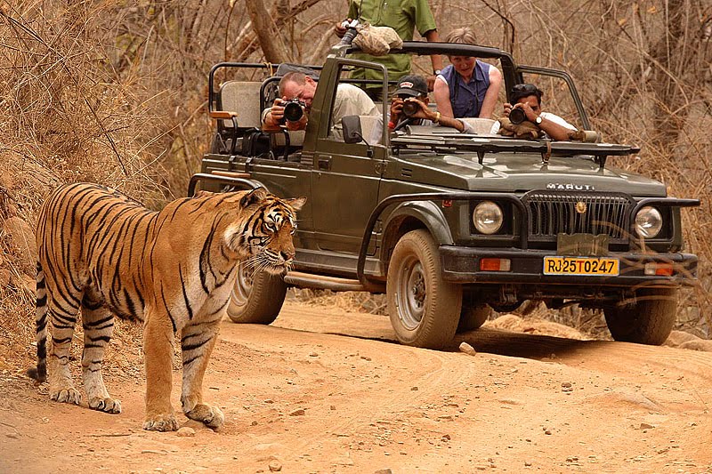 Ranthambore National Park 