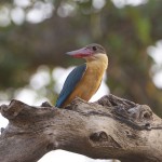 Stork Billed Kingfisher