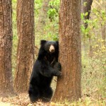 Sloth Bear