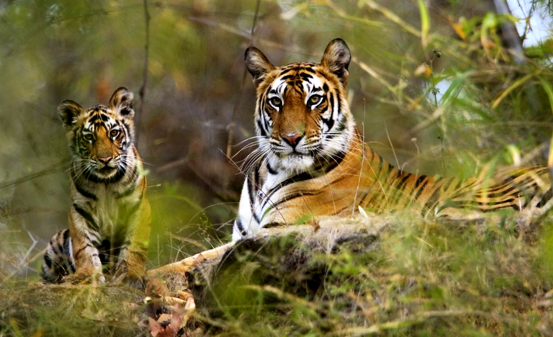 Bandhavgarh National Park