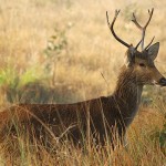 Barasingha