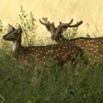 Chital