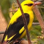 Golden Oriole