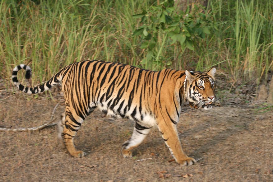 Kanha National Park