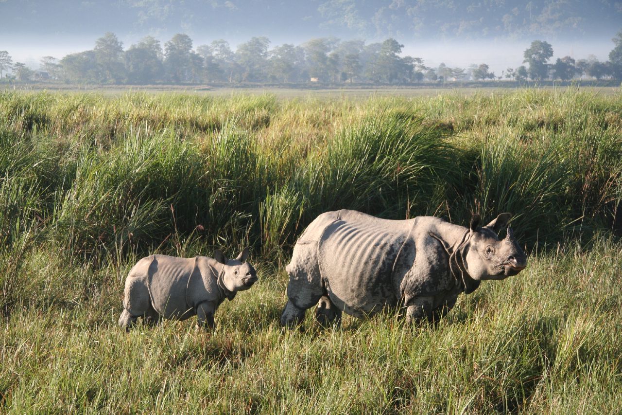 Kaziranga National Park