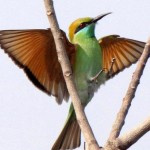 Bee Eater