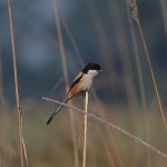 Long tailed shrike