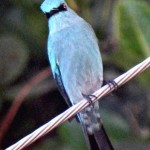 Verditor Flycatcher