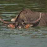 Water Buffalo