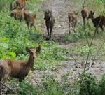 Hog Deer