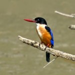 Black-Capped Kingfishers