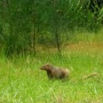 Mongoose