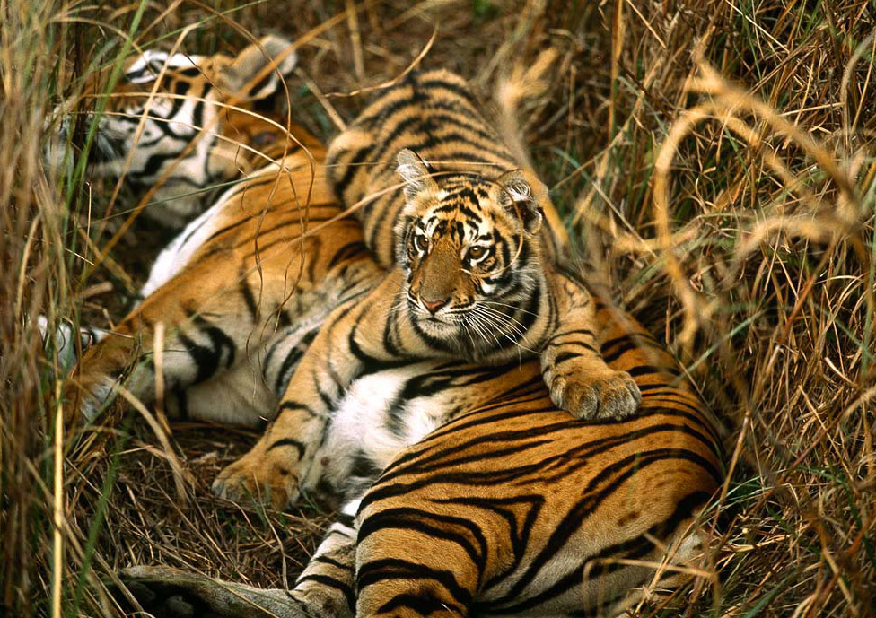 Royal Bengal Tiger Sunderbans National Park