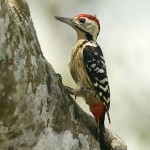 Woodpecker