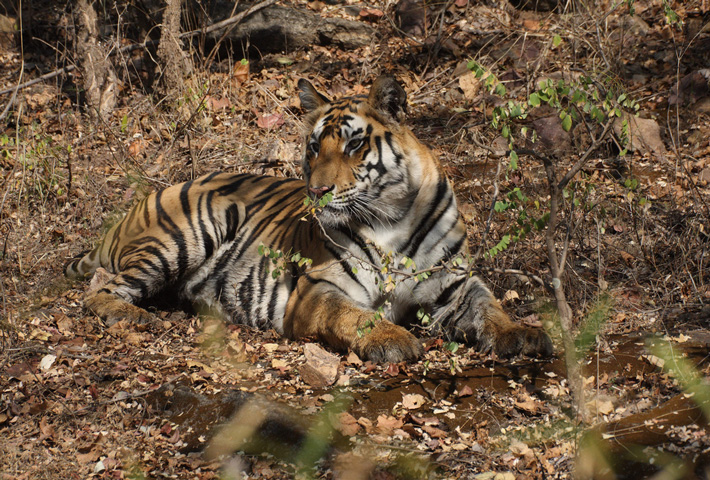 Bandhavgarh National Park