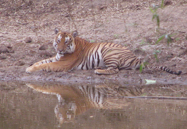 Bandipur National Park in Karnataka