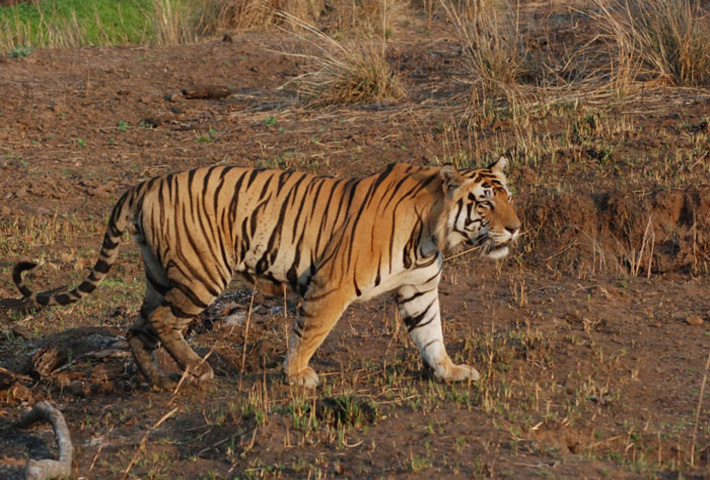 Dandeli Wildlife Sanctuary