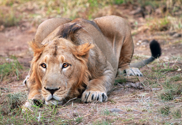 Gir National Park & Sasan Gir Sanctuary