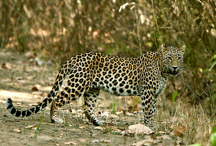 Kanha National Park in Madhya Pradesh