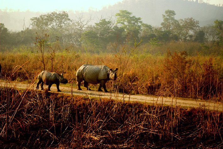 Kaziranga National Park in assam