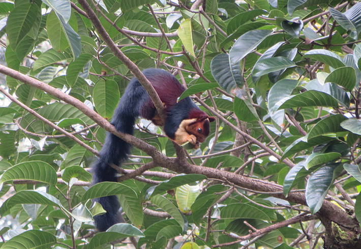 Parambikulam Wildlife Sanctuary in Kerala