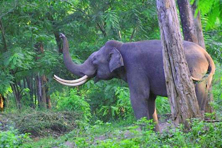 Periyar National Park