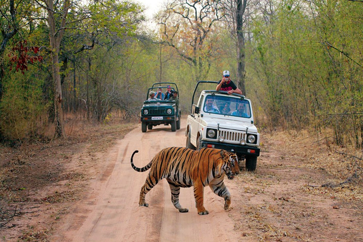 Ranthambore National Park in Rajasthan