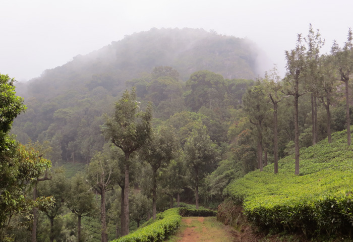 Droog Fort in coonoor