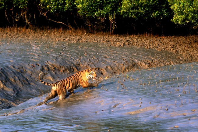 Sunderbans national Park