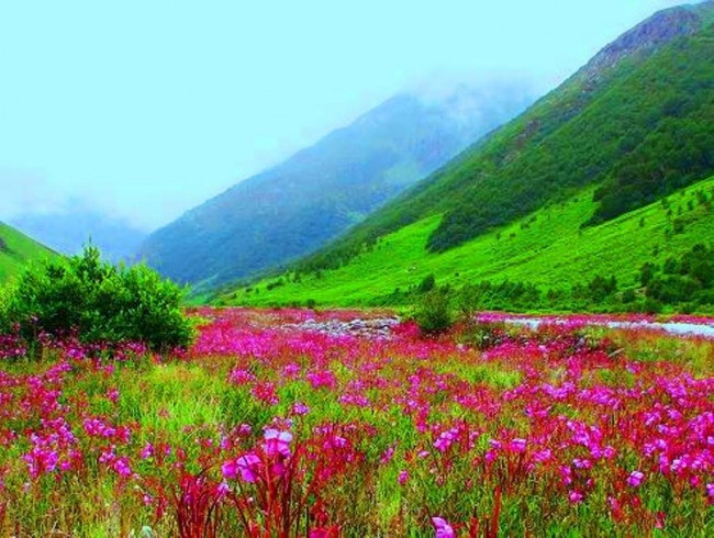 Valley of flowers